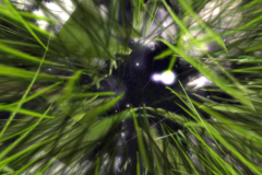 Labyrinth -- SLEA GRANT