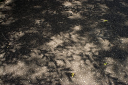 Dappled shadows of tree branches cast across fallen leaves, creating a soft abstract pattern of light and dark on the forest floor.